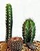 Arizona Cactus Garden - Glazed Pot - Great Gift - Easy to grow!