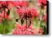 Checking The Bee Balm Canvas Print / Canvas Art - Artist Cathy Beharriell