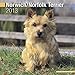 Norwich/Norfolk Terrier 2013 Wall Calendar #30486-13