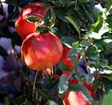 Dwarf Pomegranate Plant - Punica - Bonsai or Houseplant