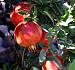 Dwarf Pomegranate Plant - Punica - Bonsai or Houseplant