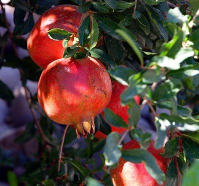 Dwarf Pomegranate Plant