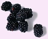 blackberry flavor extract