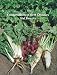 Compendium of Beet Diseases and Insects (The Disease compendium series of the American Phytopathological Society) (The Disease compendium series of the American Phytopathological Society)