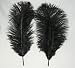 Ostrich~Jet Black 20 Ostrich Feather 9-12" to Decorate Eiffel Tower Vase