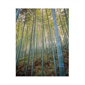 Bamboo Forest, Sagano, Japan poster print,16.5 in. x 20 in.