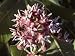 Close Up of a Milkweed (Asclepias Speciosa) Flower Photographic Poster Print by Jeff Foott, 24x32