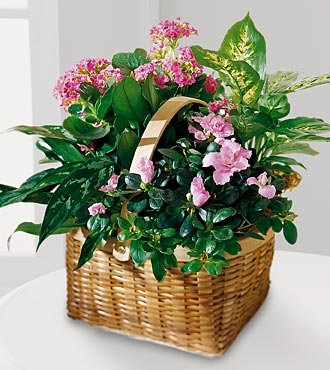 The FTD Pink Assortment