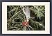 Framed Prints of Noisy Miner probes for nectar with its brush-tipped tongue in the flower of a from Ardea Wildlife Pets