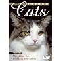 World of Cats 2