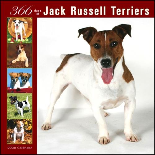 Buy Jack Russell Terriers 366 Days Wall – 2008 Calendar