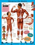 51xV4tkCBzL. SL160  Blueprint for Health Your Muscles Chart Paper Unmounted