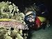 Diver with Splendid Toadfish, Caribbean Art Photographic Poster Print by Doug Perrine...