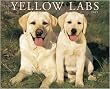 Yellow Labs 2009 Wall Calendar