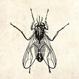 The Fly