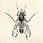 The Fly