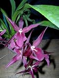 Fragrant Miltassia Royal Robe oncidium orchid