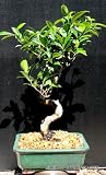 51xWFcmFI L. SL160  Ficus Retusa Bonsai Tree by Sheryls Shop Reviews