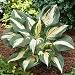 Hosta Lakeside Cupcake