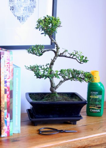 Bonsai Tree Gift Set - Japanese Flowering Holly 
