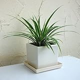 オリヅルラン（外斑）タリーズキューブ植え・ソーサー付き（白）[3号]