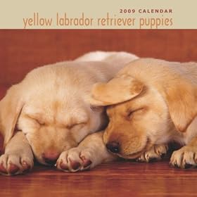 Yellow Labrador Retriever Puppies 2009 Small Wall Calendar