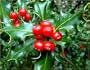 English Holly 10 Seeds - Ilex aquifolium - Bonsai