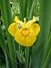 Flower of a Yellow Iris - 18
