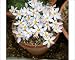 Photographic Prints of Crocus cartwrightianus from Ros Drinkwater