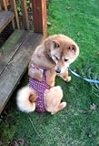 Joybies PiddlePlaid Piddle Pants(tm) for XX Large Female Dog (Measuring 22-24 from Collar to Base of Tail)
