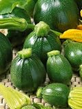 Zucchini Eight Ball Hybrid Squash Seeds - Cucurbita Pepo - 4 Grams - Approx 30 Gardening Seeds - Vegetable Garden Seed