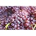 Grape - Candle & Soap Fragrance Oil (4 oz)