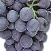 Concord Grape Vine