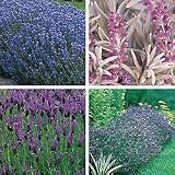 Lavender Seeds - Park's Lavender Seed Collection