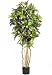 5' Croton Silk Tree