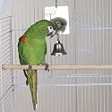 Beak-a-Boo Mirror