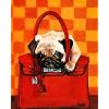 Fawn Pug Dog in Hermes Inspired Birkin Bag 11x14 Fine Art Print