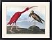 Framed Prints of AUDUBON SCARLET IBIS. Scarlet ibis (Eudocimus ruber) by John James Audubon for from Granger Art on Demand
