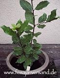 Eigenschaften fesaja-versand  / Lorbeerbaum, Sweet Laurel, Bay Leaf / Laurus nobilis (Saatgut, Samen)