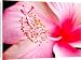 Canvas Prints of Hibiscus flower from ClownFish Photo