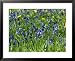 Hyacinthoides Non-Scripta, Bluebell Framed Art Poster Print by Susie Mccaffrey, 31x25