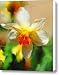 Spring Flower Canvas Print / Canvas Art - Artist Jai Johnson