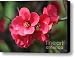 Pink Flowering Quince Canvas Print / Canvas Art - Artist Carol Groenen