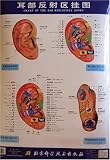 Chart of the Ear Reflective Zones