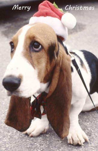 Basset Hound Christmas Greeting Card 10 Pack