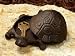 Turtle Key Hider