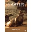 A Seal's Life - The Story of the Northern Elephant Seal