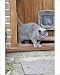 Photographic Prints of JD-20761 CAT. walking out of back door from Ardea Wildlife Pets