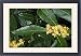 Framed Prints of ROG-12068 Sweet BAY tree - In flower. Pot herb from Ardea Wildlife Pets