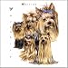 CoasterStone Yorkshire Terrier